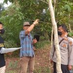 Sempat  Terhenti,  Kasus Dugaan Penyerobatan Tanah  Dan Pencurian Buah Sawit,  Penyidik Polres Way Kanan Cek Lokasi