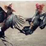 Lagi, Polres Way Kanan Grebek Sabung Ayam