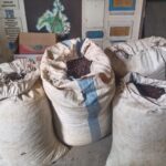 Curat di Way Kanan, Polsek Banjit Ringkus Tiga ABH Curi Biji Kopi
