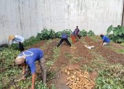 Dalam upaya mendukung program ketahanan pangan nasional, Lembaga Pemasyarakatan Kelas IIBWay Kanan kembali menunjukkan komitmennya melalui kegiatan panen raya