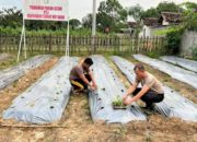 Polres Way Kanan, Tingkatkan Ketahanan Pangan dengan Manfaatkan Lahan, Tanam Sayuran.
